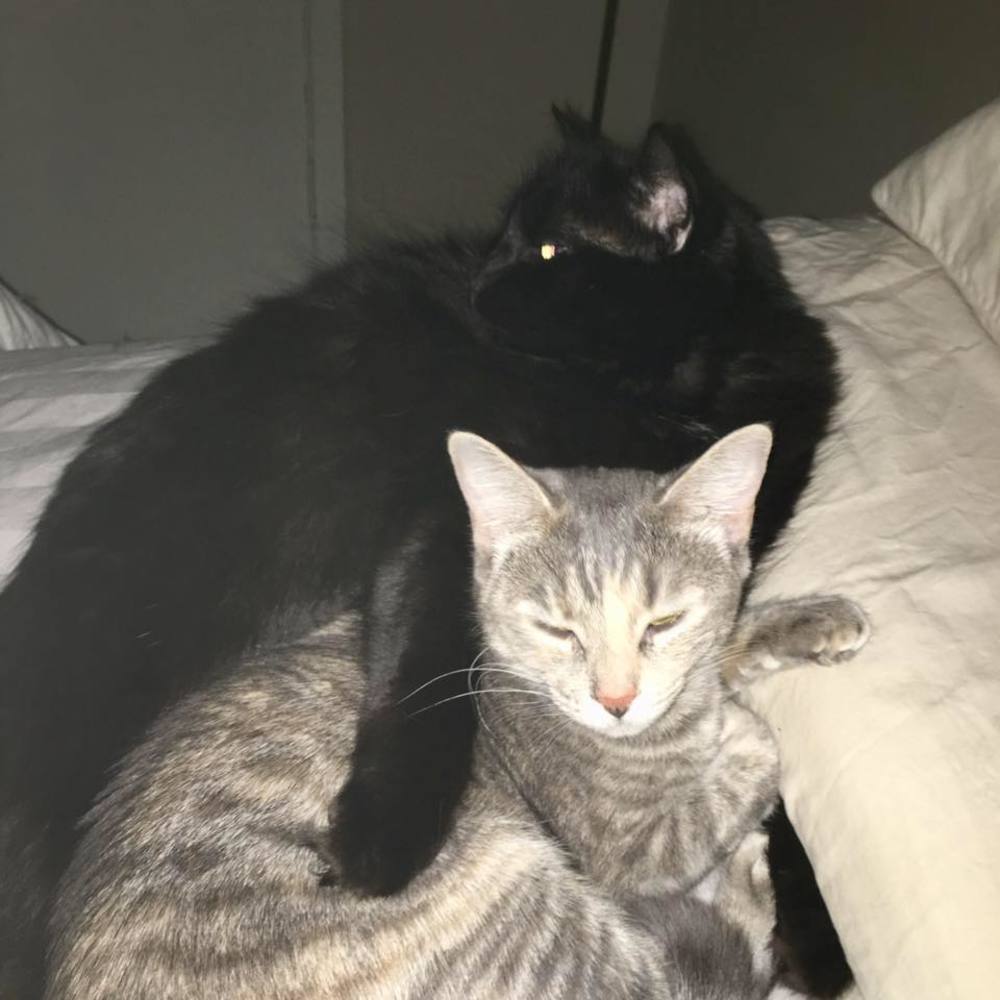 Meet your Posher, Miki